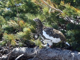 20150505-仙丈ヶ岳の雷鳥.jpg