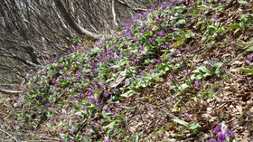 20180421-oizuru12.jpg